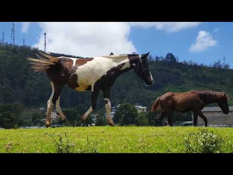 #amazingnature/#amazingnuwaraeliya/#Never miss this place when travel to Sri Lanka/#nuwaraeliya#vlog