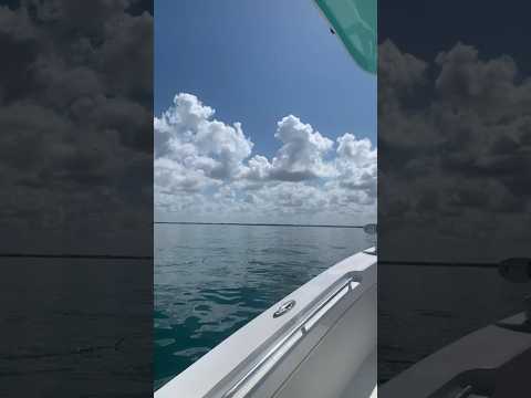 This Needlefish was faster than my boat😒. Hauling ass!!!