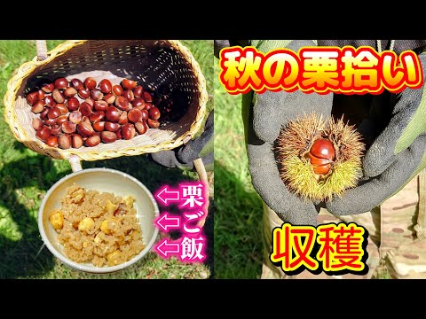 秋田県【栗拾い】収穫した栗で栗ご飯♪釣ったカマスも食べる⤴