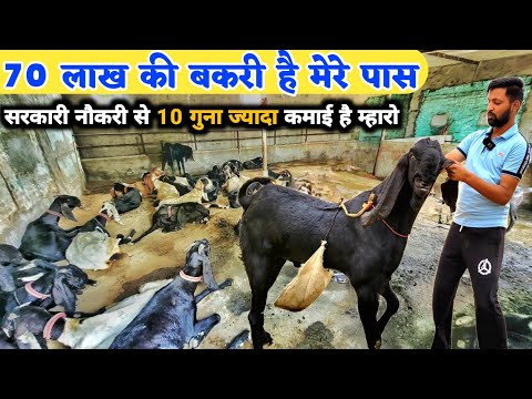 ऐसा बकरी पालक नहीं देखा होगा | Beetal bakri farm | Goat farm tour