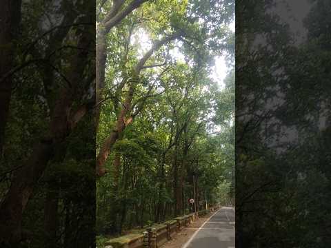 Mountain 🪨Silence🤫 Forest Area🌲 #forest #forestsounds #nature #plants #uttarakhand #peace