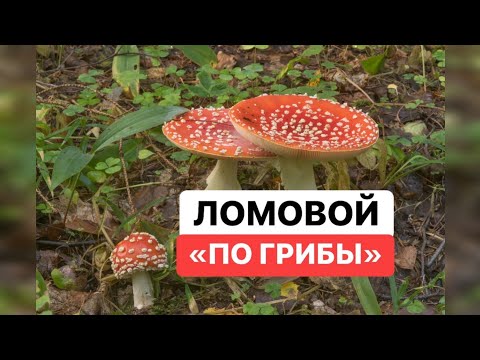 ЛОМОВОЙ - По грибы