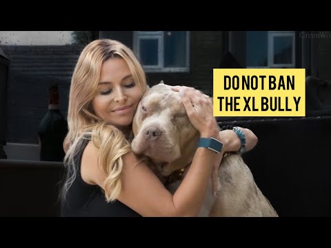 The XL American Bully Dog - Why he should NOT be banned!