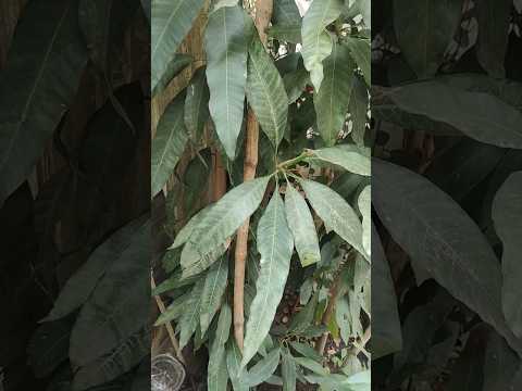 mango plant from seeds 🌱🥭 | #shorts #trending #shortsvideo