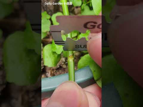 Rose grafting - T Budding