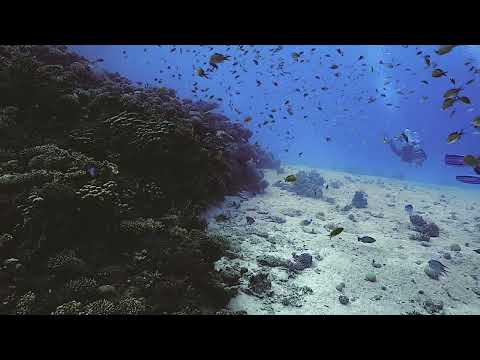 Coral Fishes at Marsa Abu Galawa