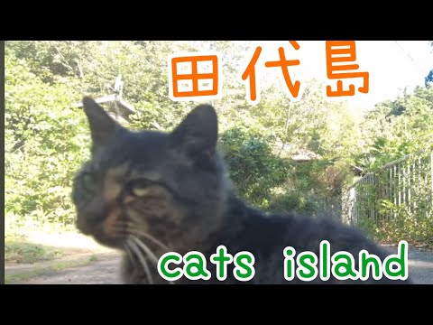 上のお兄ちゃんの所　At my older brother's place【田代島】【２０２４秋】【猫島巡り】