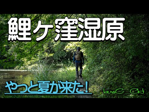 【鯉ヶ窪湿原 SIGMA fpL】やっと夏が来た！