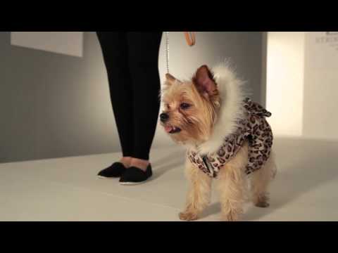 Strike-A-Paws 2014 - Wag-A-Tude Leopard Bow Ruffle Jacket