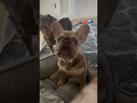 Barking Bear (French Bulldog) wants in the BED😂 #puppy #dog #frenchie #frenchbulldog #shorts #viral