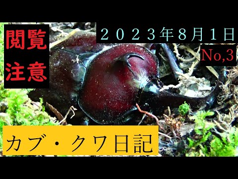 カブクワ日記No,3　２０２３年８月１日　No１０８3