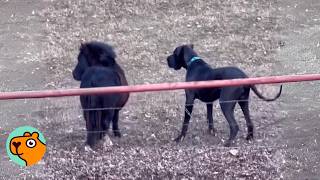 Great Dane Slips to Play With Mini Horse. Owner Cracks Up  | Cuddle Buddies