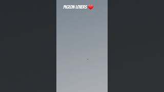 Pigeon lovers ❤️PIGEON lover #pigeon #shortvideos #trending #shortsfeed #shorts