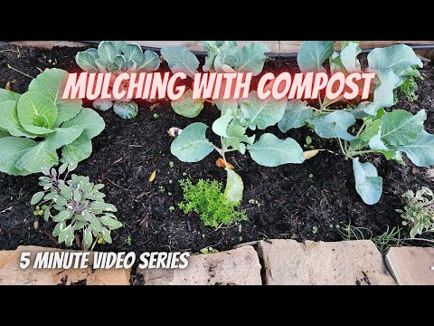 Tuesday Growing Tip: Use Compost to "Mulch" Your Veggie Beds || #DHBG