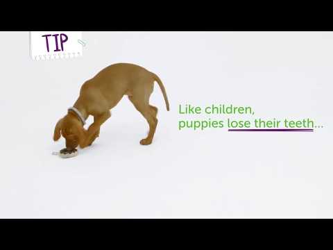 How to survive puppy teething!