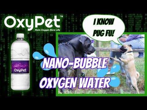 I Know PUG FU | OXYPET | KOBI & GIZMO