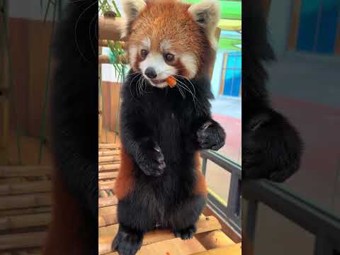 Whose baby is so well behaved? Red Panda Warm Baby