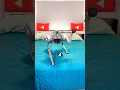 I Let a Robot Dog Take Over My House