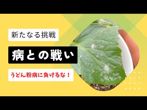 きゅうりのうどん粉病！手作り農薬撒いてみた