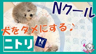 【ニトリ購入品】犬をダメにする？ニトリNクールを買ってあげたらすごい事になったww おまけハプニングあり💦（トイプードルのTorte channel)