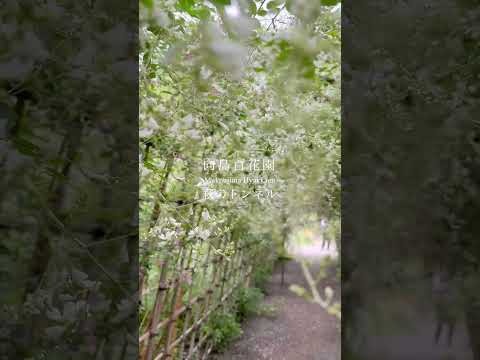 向島百花園 萩のトンネル 2023.9 #vlog