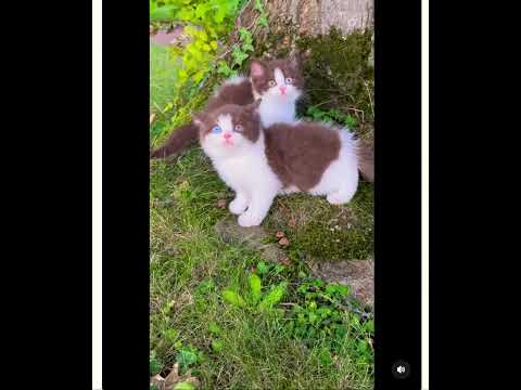 Double Trouble: Super Cute Twin Kittens!   #animals #cat #catlovers