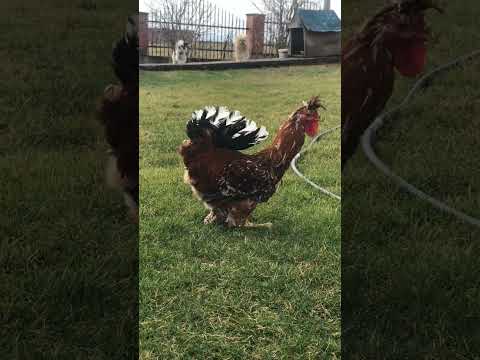 AMAZING Rooster