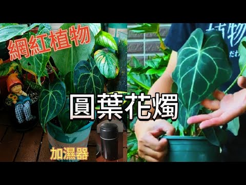 愛心形狀葉片的圓葉花燭|超人氣的網紅植物|相當好照顧的室內植物|植物男子