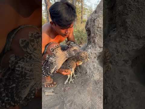 Wow Eagle in the ground Part  02 #shorts #shortvideo #pets