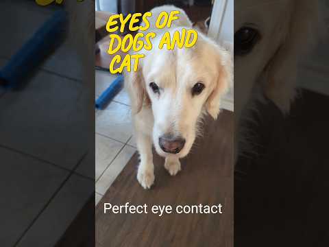 What is the difference between the eyes of dogs and cats #shorts #dogs #cats