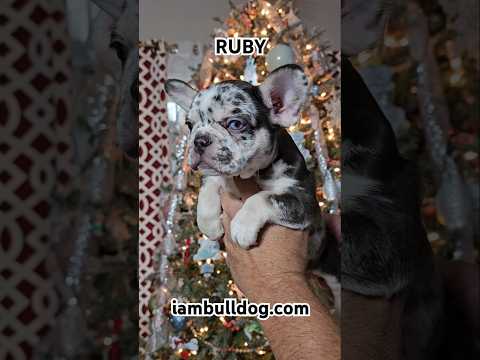 RUBY would look fabulous under your Christmas Tree 🎄 #frenchbulldog #frenchie