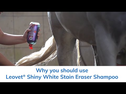 Why you should be using Leovet® Shiny White Stain Eraser Shampoo