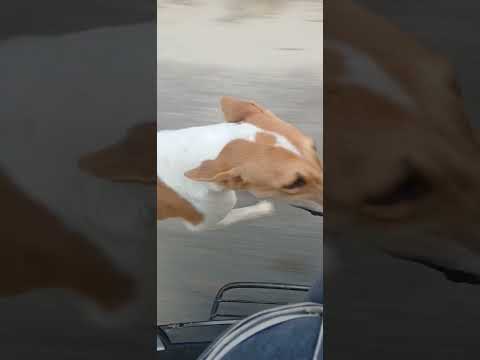 Dog Speed Test #dog #animals#love