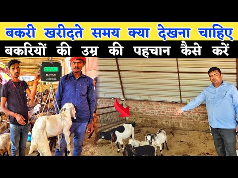 सुधीर सर से जाने बकरी कैसे खरीदें | बकरी का उम्र कैसे पता करें | Goat farming