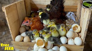 Angry Broody Hen Harvested Too many Duck Eggs - Hen hatched DUCKS