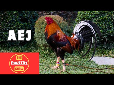 Fiestag 2024 | AEJ #manok