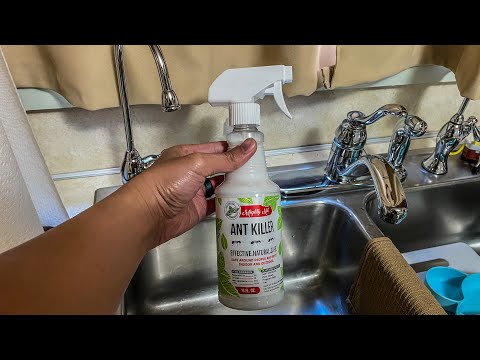 Get Rid of Ants with this SPRAY on Amazon! Mighty Mint Review.