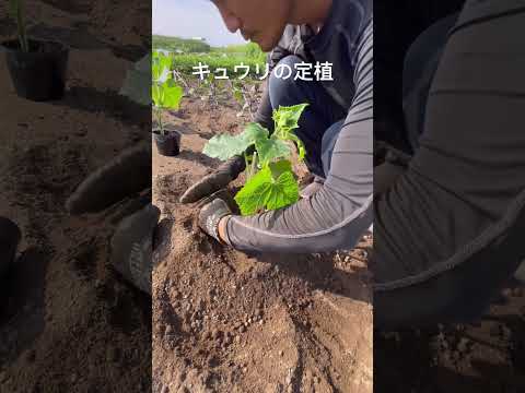 キュウリの定植　活着させる方法