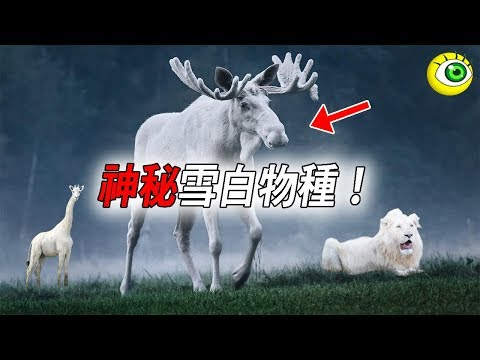 5個極為罕見的雪白物種！20年才出現一次的白色座頭鯨！