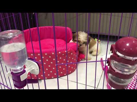 SHIH TZU - Hide and Seek