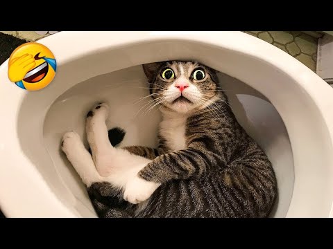 Funniest Animals 2023 - Funny Cats and Dogs - Funny Animal Videos #22