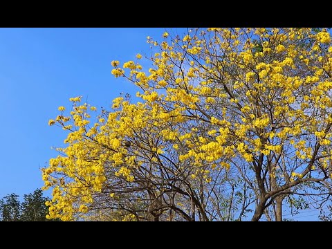 S隨走｜廍子公園｜台中市｜北屯區｜小小公園賞賞花兒、黃花風鈴木