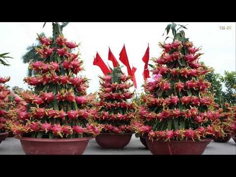 How to Plant Dragon Fruit in Pots - Amazing Agriculture Technology