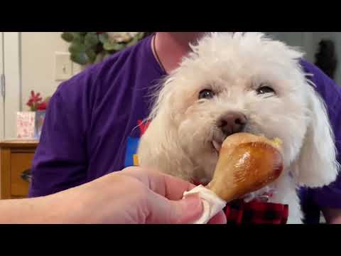 🐶 BREAKING NEWS: Buddy Bichon Interviewed by Chicken Bone/Microphone!