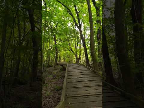 【癒し動画】大分県玖珠郡九重　阿蘇くじゅう国立公園　#森林浴　#お散歩　#松山千春　#shorts