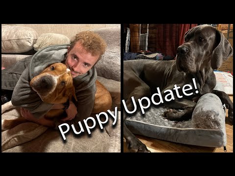 Great Dane and New Puppy Update!