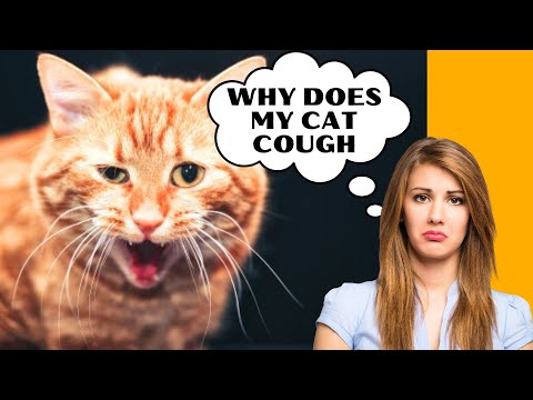 Common Causes of Coughing in Cats?