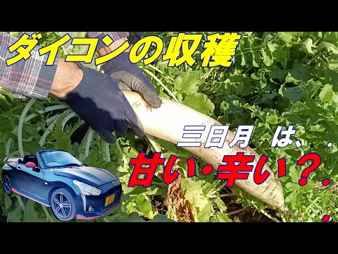 【ダイコン の 収穫】三日月 ダイコン の 育て方、試験 する。種まき 後75日  ≪コペンで 家庭菜園≫ la400k 2023.11.19 siba ライフ　No97