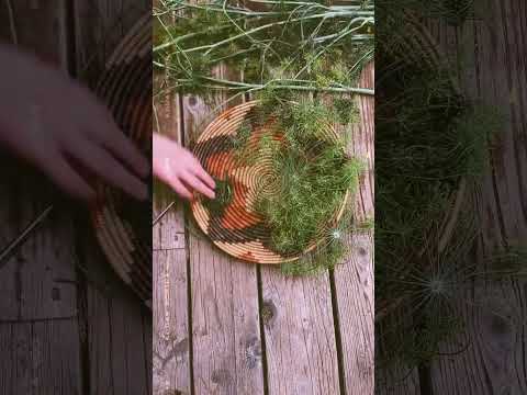 Nature’s Harvest: Picking Wild Dill on Our Mountain Homestead |#shorts