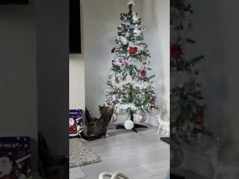 Christmas Tree Falls on Little Cat